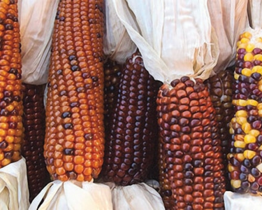 Calico Indian Corn Seeds